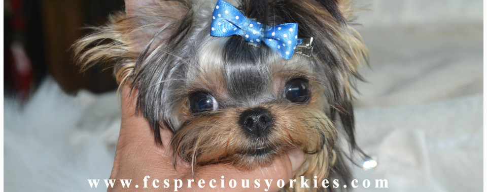 baby doll face yorkie